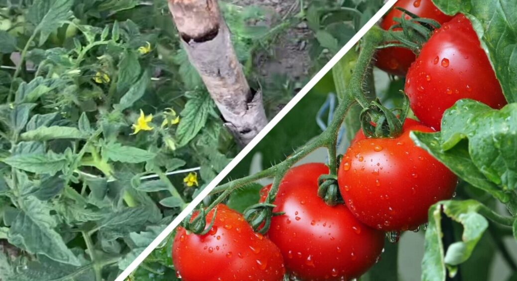 Ключова підживка – до 25 червня: перевірений “коктейль” для помідорів, без якого ніяк 
