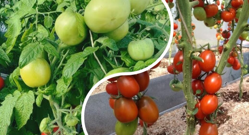 Це не добрива: що у 2025 агрономи роблять з помідорами для шаленого плодоношення 