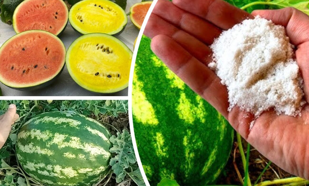 Аграрії розповіли, чим підживити кавуни, щоб вони виросли солодкими і великими