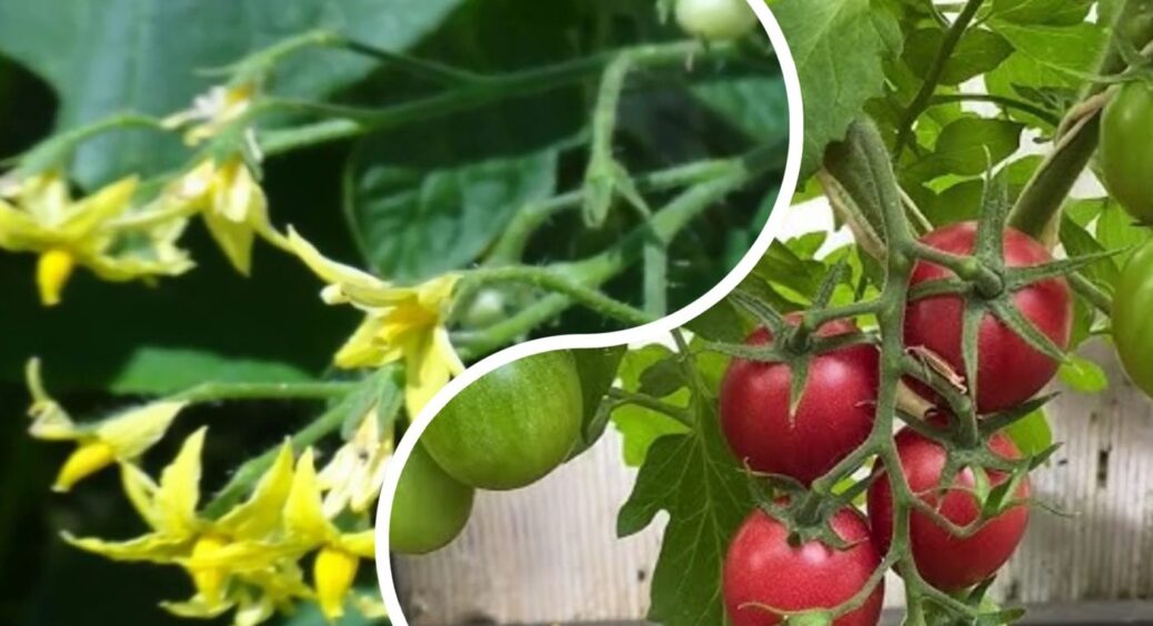 Коли всі йдуть з городу, уманчанки простують туди: поночі тайкома роблять із томатами це 