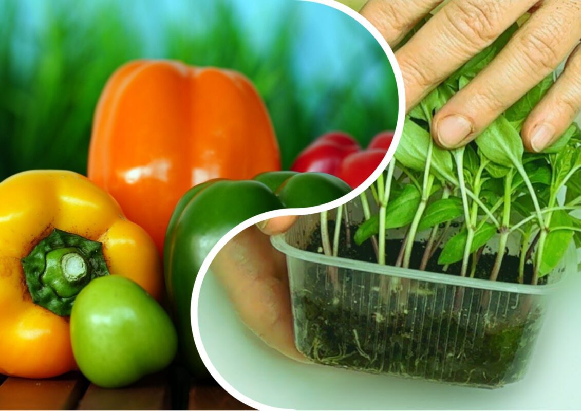 Агрономи розповіли, чим полити солодкі перці до 15 травня