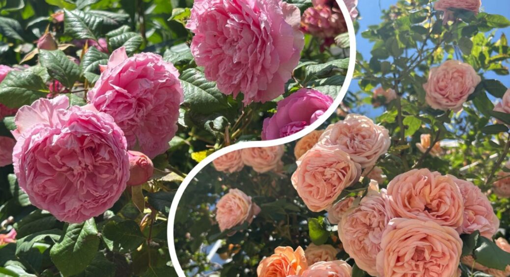 Краса вимагає цього не тільки у 2025: чому відцвілі бутони у троянд треба зрізати, і без розмов 