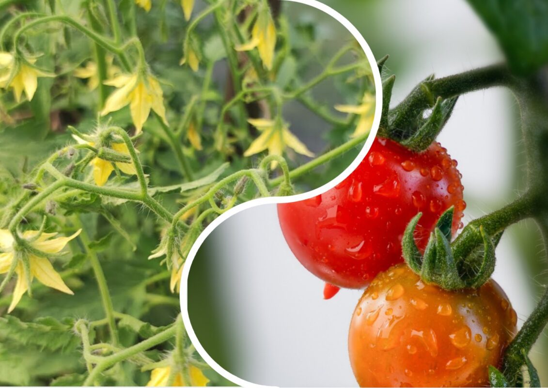 Які кроки потрібно зробити в червні, щоб помідори вродили