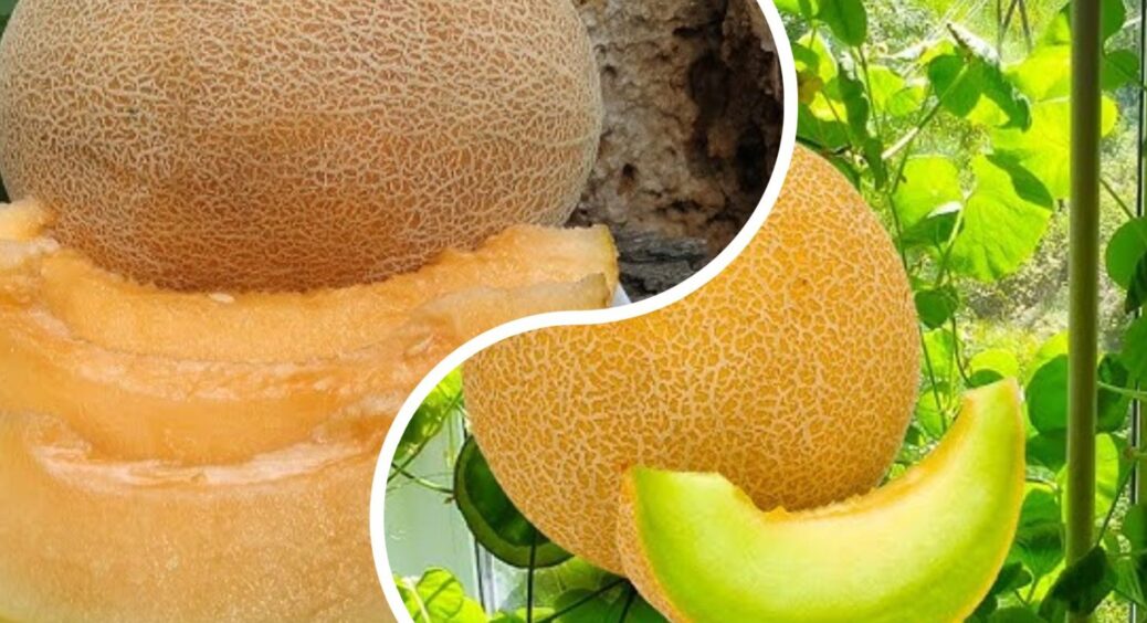 Ось чому на Херсонщині дині такі солодкі: ці 2 сорти й добриво – ідеальне поєднання для літа 