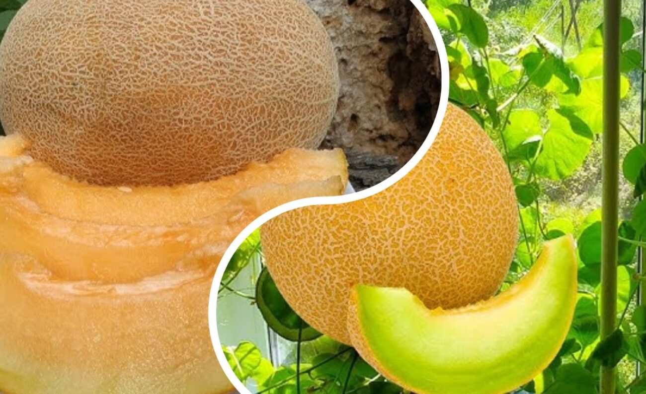 Експерт назвав 5 сортів найкращих динь для вирощування