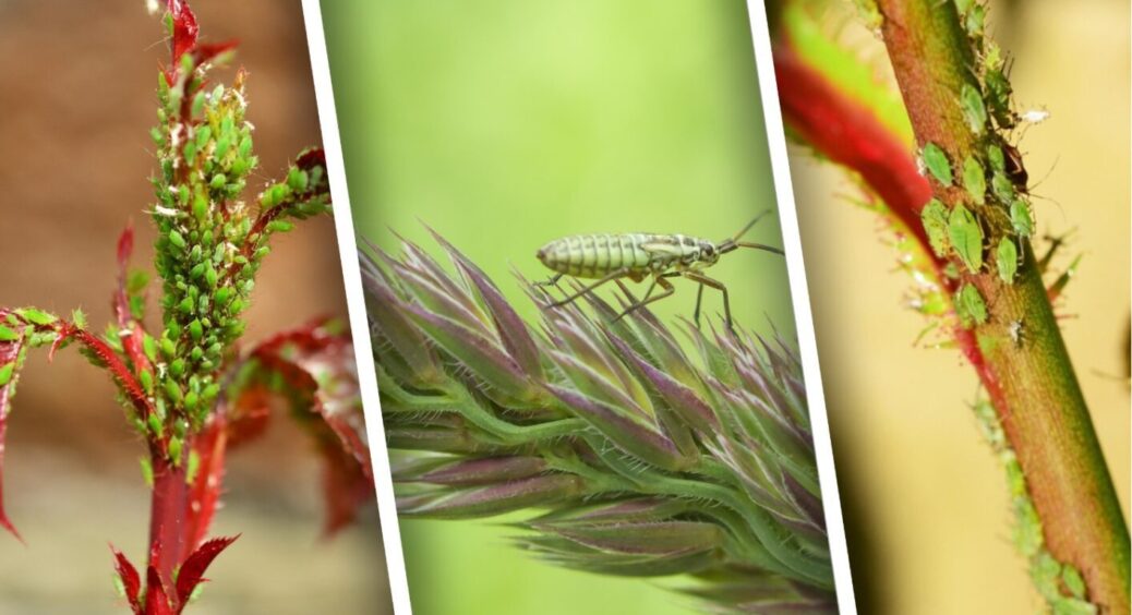 Попелиця повторить долю динозаврів: обприскую смородину ось цим, щоб комаха пішла геть 