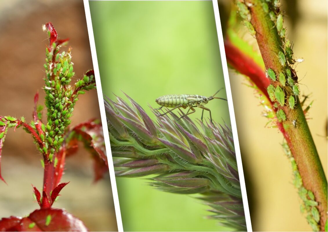 Чим обробити кущі смородини від попелиці