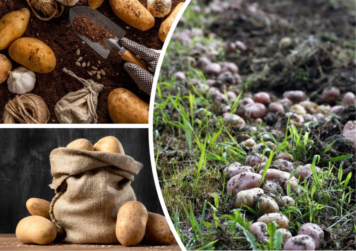 Агрономи розповіли, чим підживити картоплю для збільшення врожаїв
