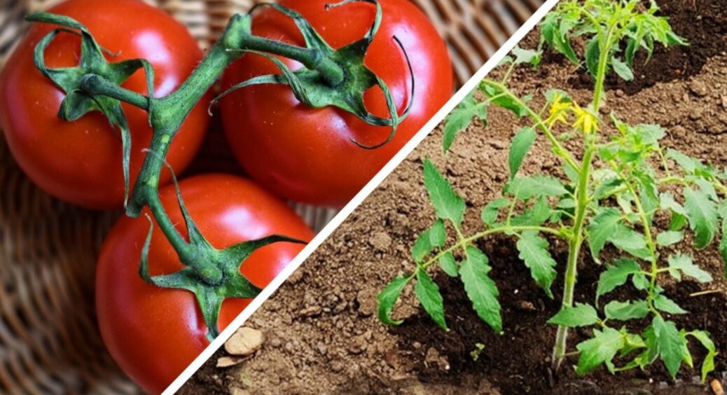 Розчин з магазину “Все по 5”, а врожай томатів – на 150% більший: новинка червня 2025 