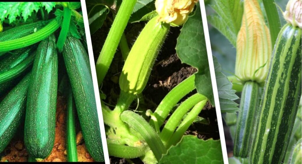 В червні кабачки підгодовую цією сумішшю. Дають в 2 рази більше зав’язі і море врожаю 