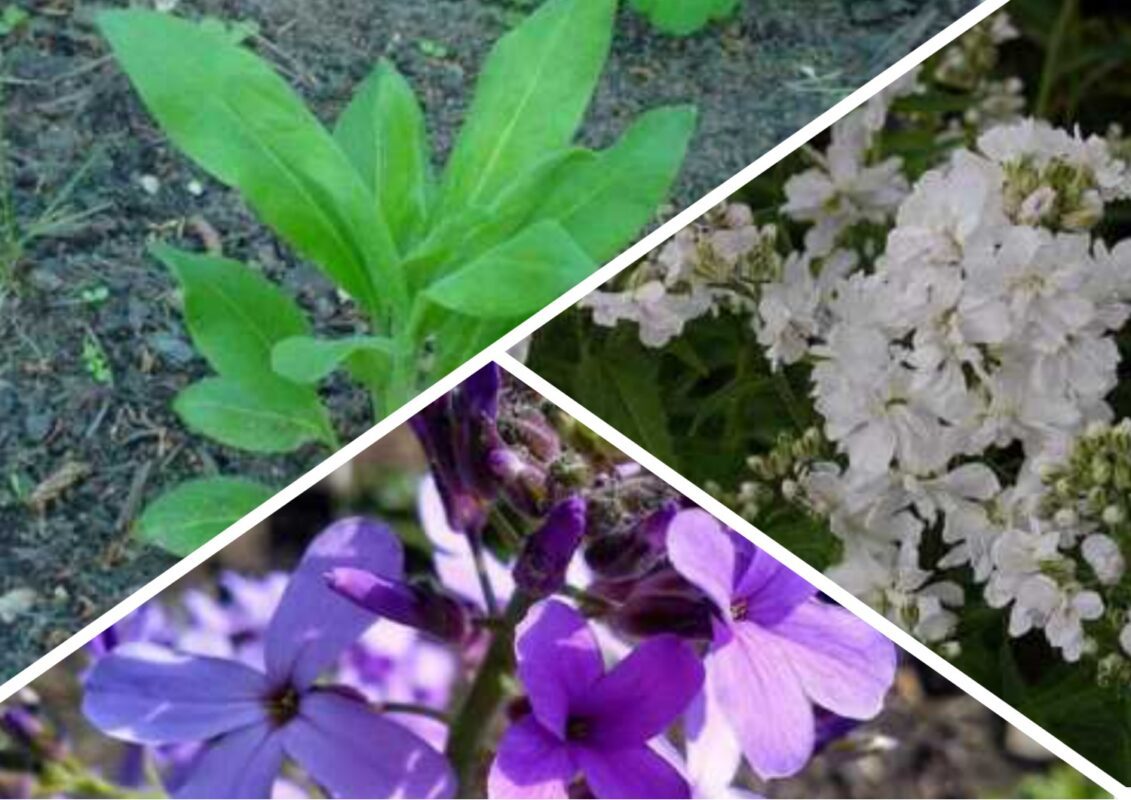 Як вирощувати нічну фіалку на клумбі