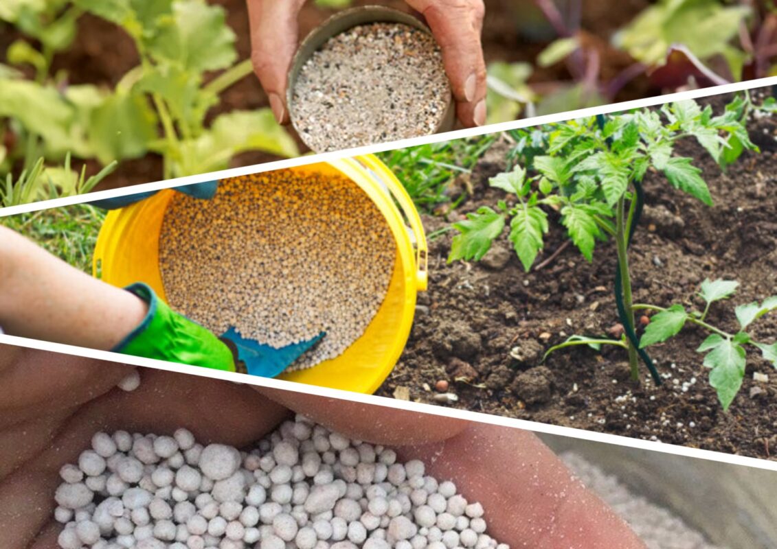 Нітроамофоска - універсальне підживлення для городини