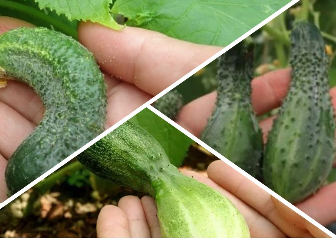 Чому деформуються огірки на грядках