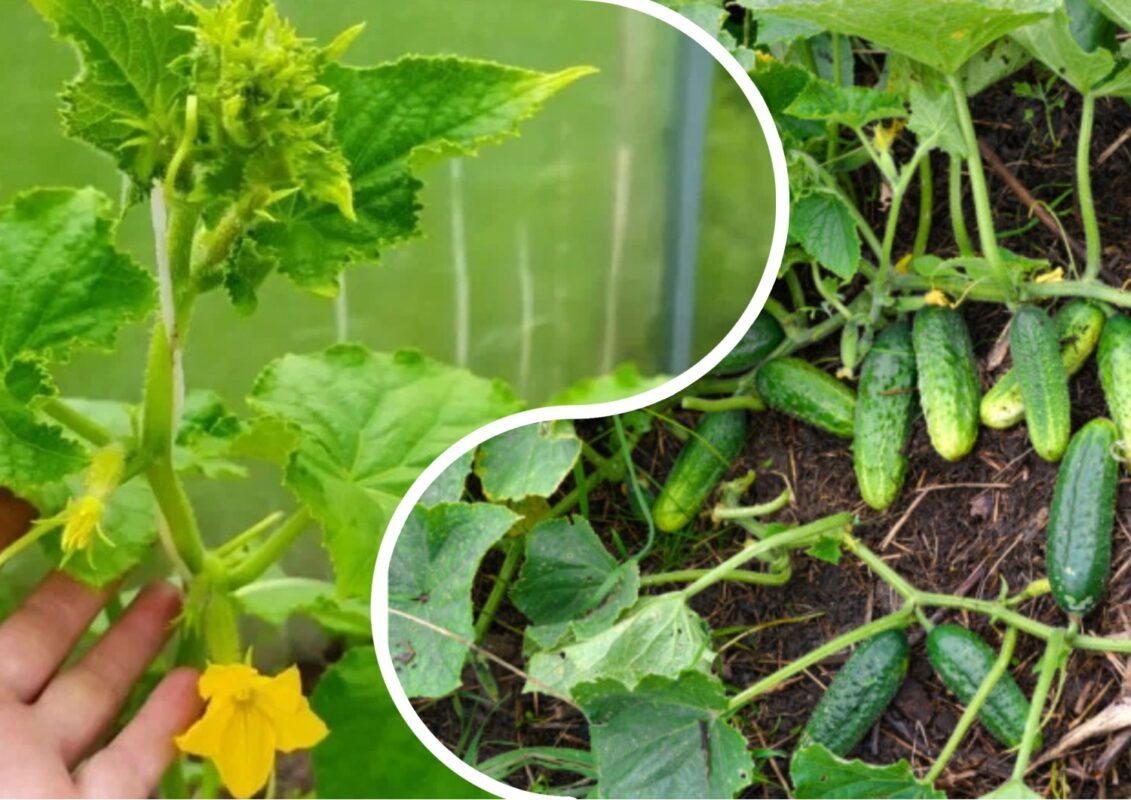 Експерт розповів, як отримати завʼязі на огірках на ранок 