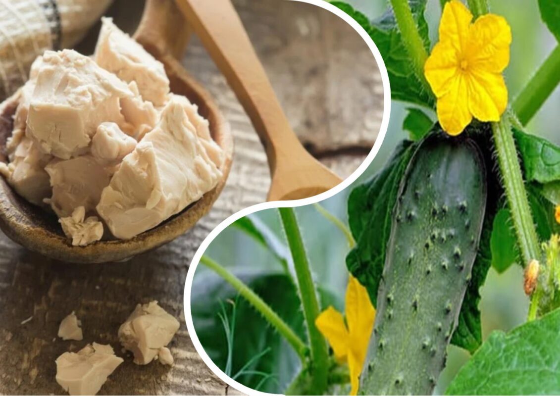 Чим підживити огірки, щоб не гірчили