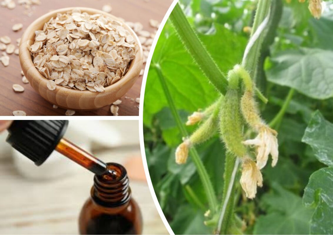 Чим підживити огірки у червні