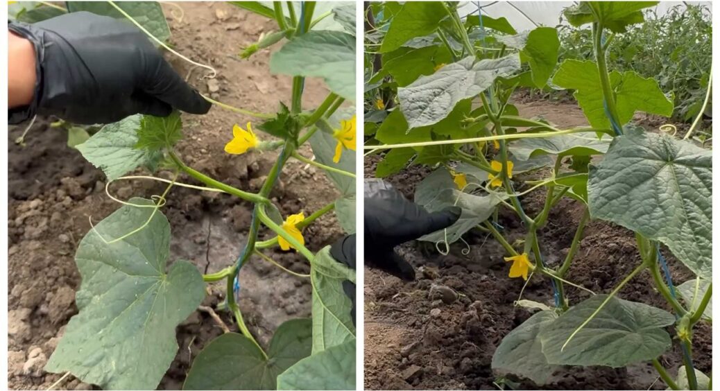 Цю 1 дію з огірками потрібно зробити до 10 червня: запорука багатого і якісного врожаю 