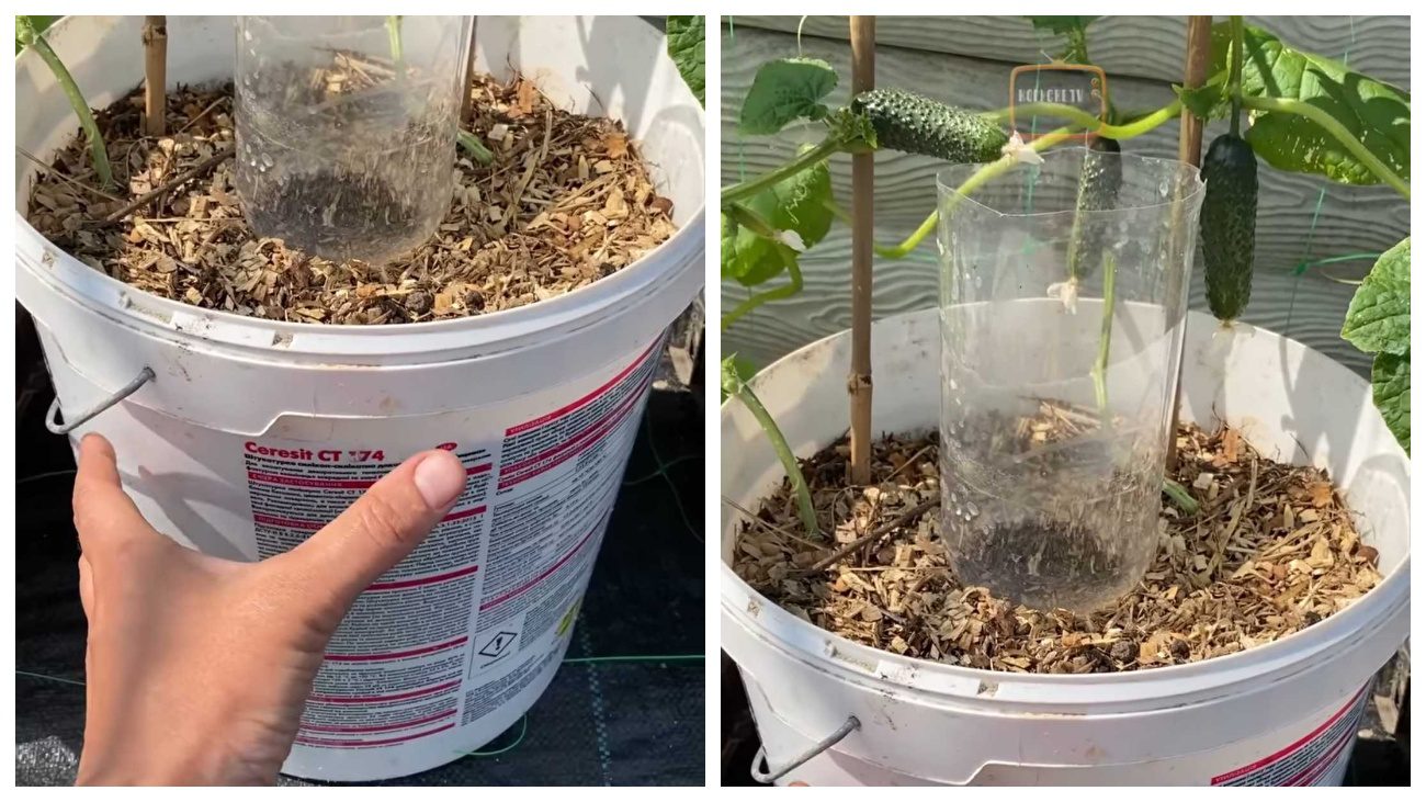 Садівники пояснили, для чого садити огірки у відрах