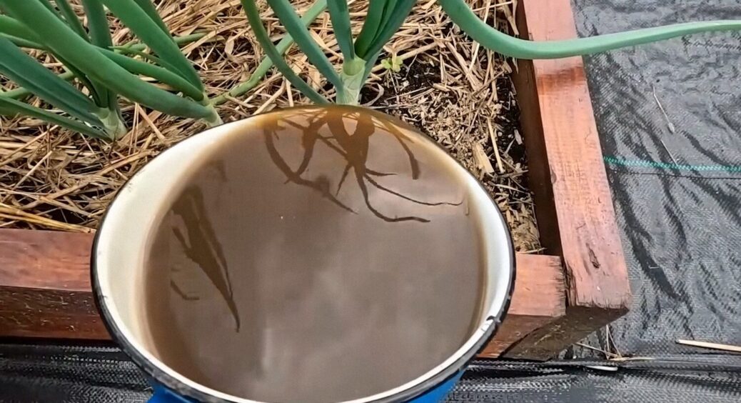 Без цього вже 10 років на городі нічого не саджу! Щоб урожай порадував, зробіть цей “коктейль” 