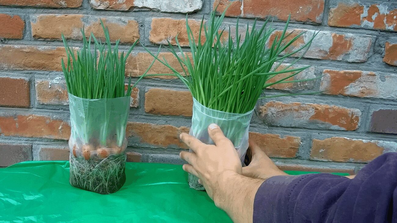 Городники пояснили, як виростити зелену цибулю без ґрунту