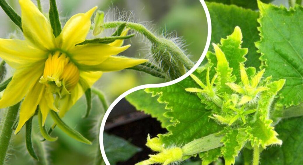 На грядку до огірків майже не заглядаю: 1 секрет вирощування рясного врожаю з Одещини 