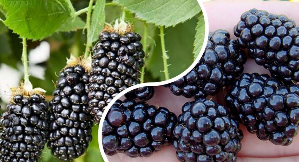 Дорога ожина з ринку в минулому: 5 сортів, які будуть давати врожаї і на Одещині, і на Київщині 