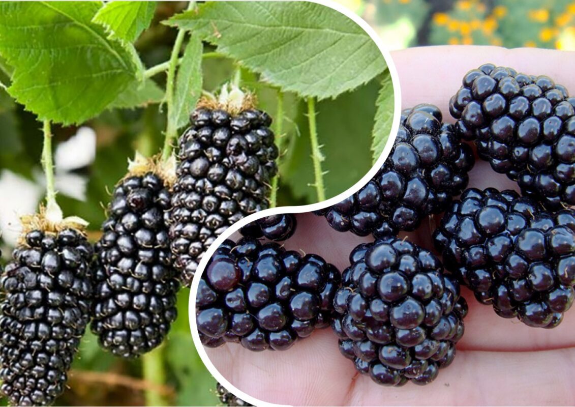 Експерт розповів, як виростити великі ягоди ожини