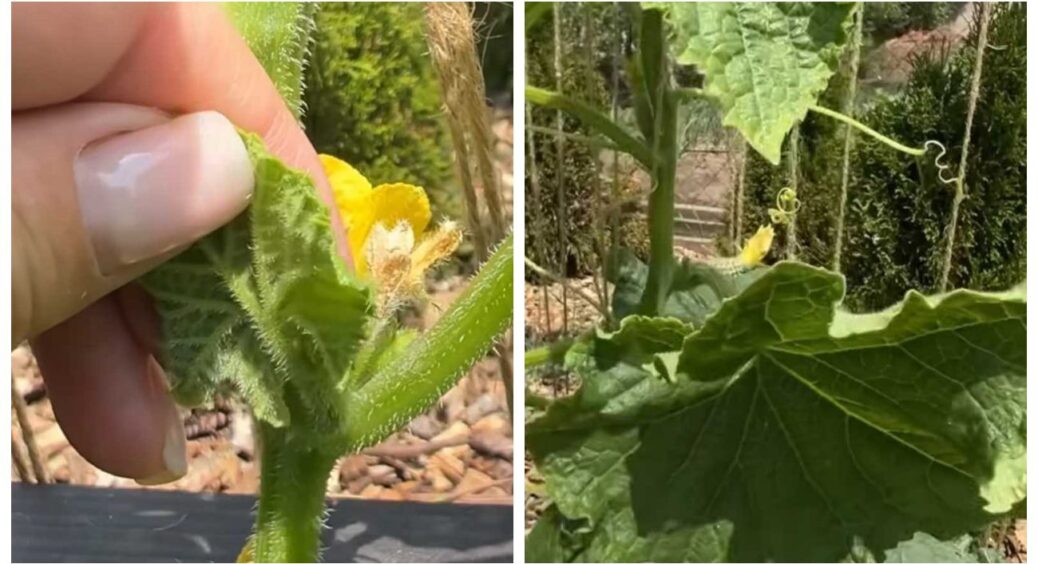 На Тернопільщині не сапають огірки – є інша альтернатива: урожай збирають відрами 