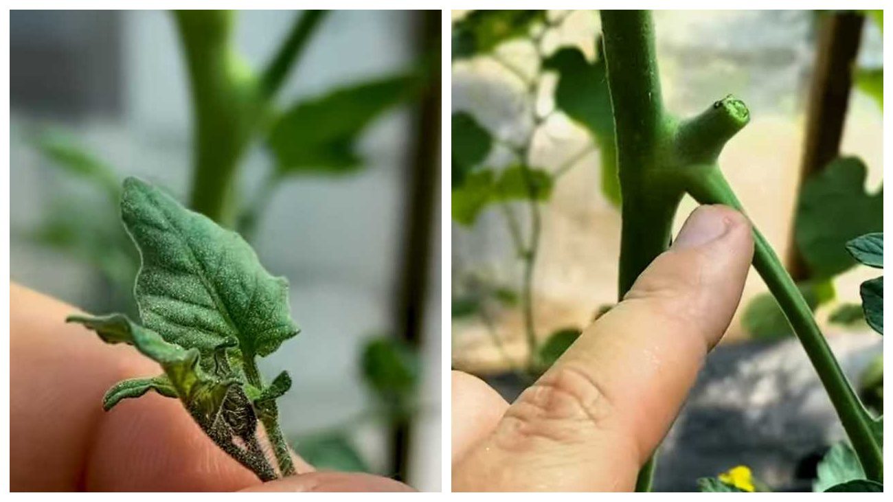 Садівники пояснили, як отримати великі грона на томатах в 2025 році 