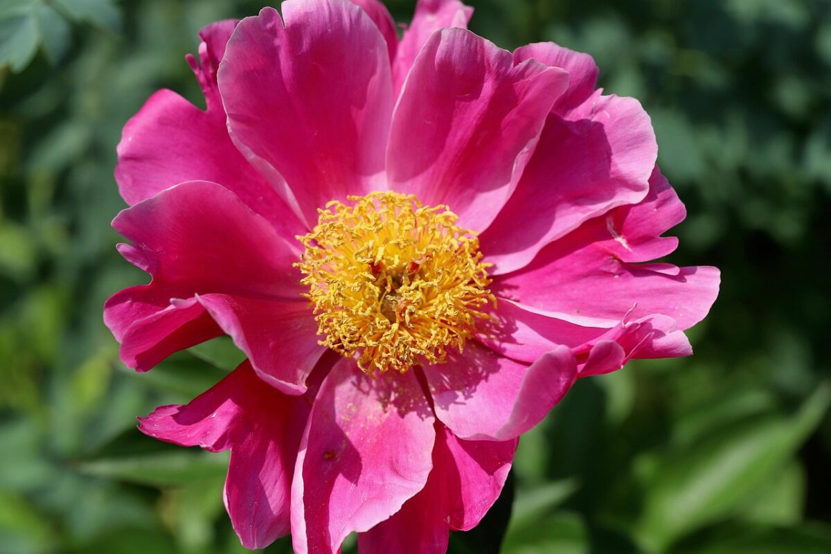 Які дії треба виконати з півоніями в липні