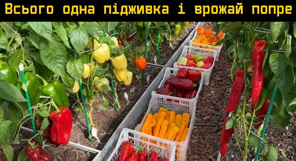 Від 1 підживлення залежить 57% врожаю: агрономи пояснили, що дати перцю під час висаджування 