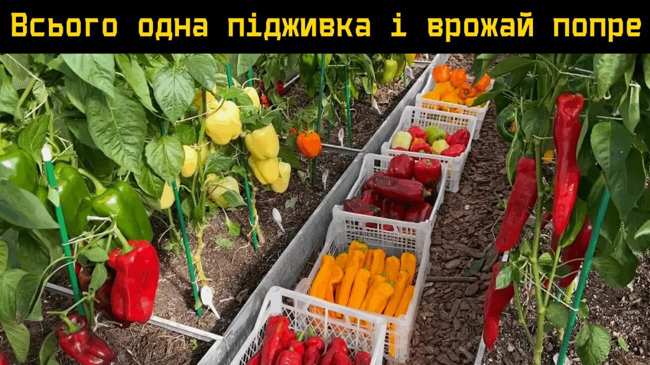 Агрономи пояснили, чим підживити перець при висаджуванні для доброго врожаю