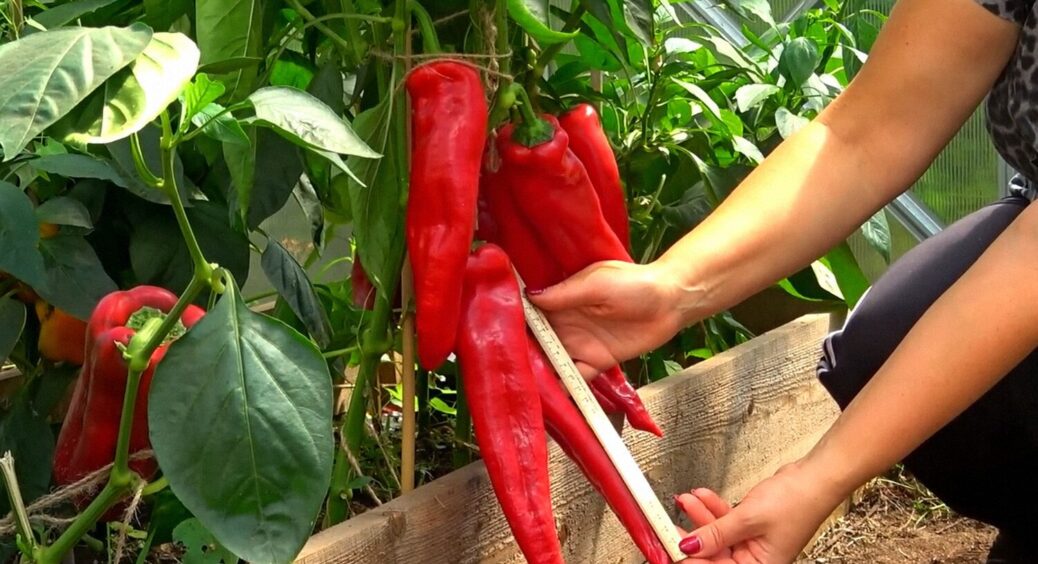 Не нашатир і не суперфосфат: ось чим “стимулюють” перець на Черкащині – росте, як у теплиці 