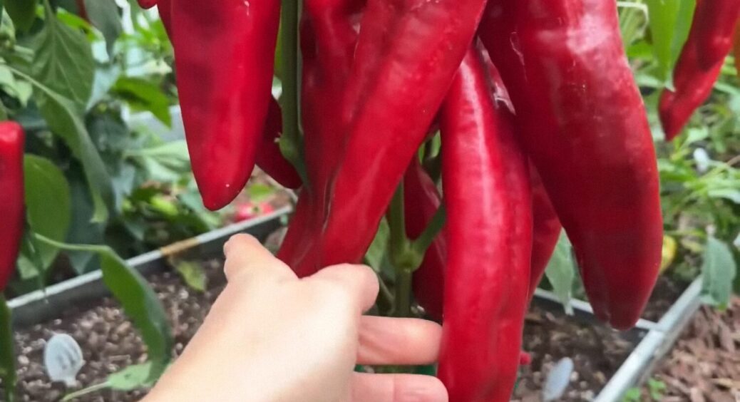 Цим “чаєм” на Черкащині рятують перці від вершинної гнилі: екологічно, бо без хімії 