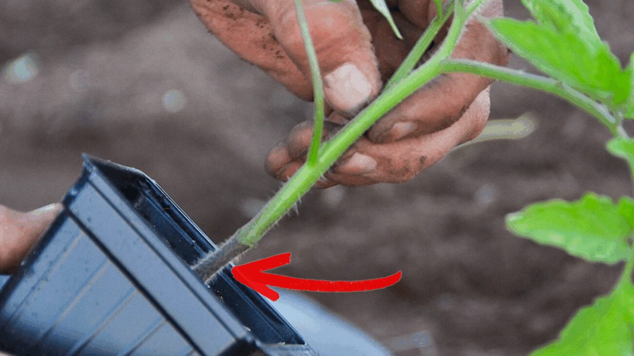 Городники Закарпаття порадили засіб проти чорної ніжки на перцях