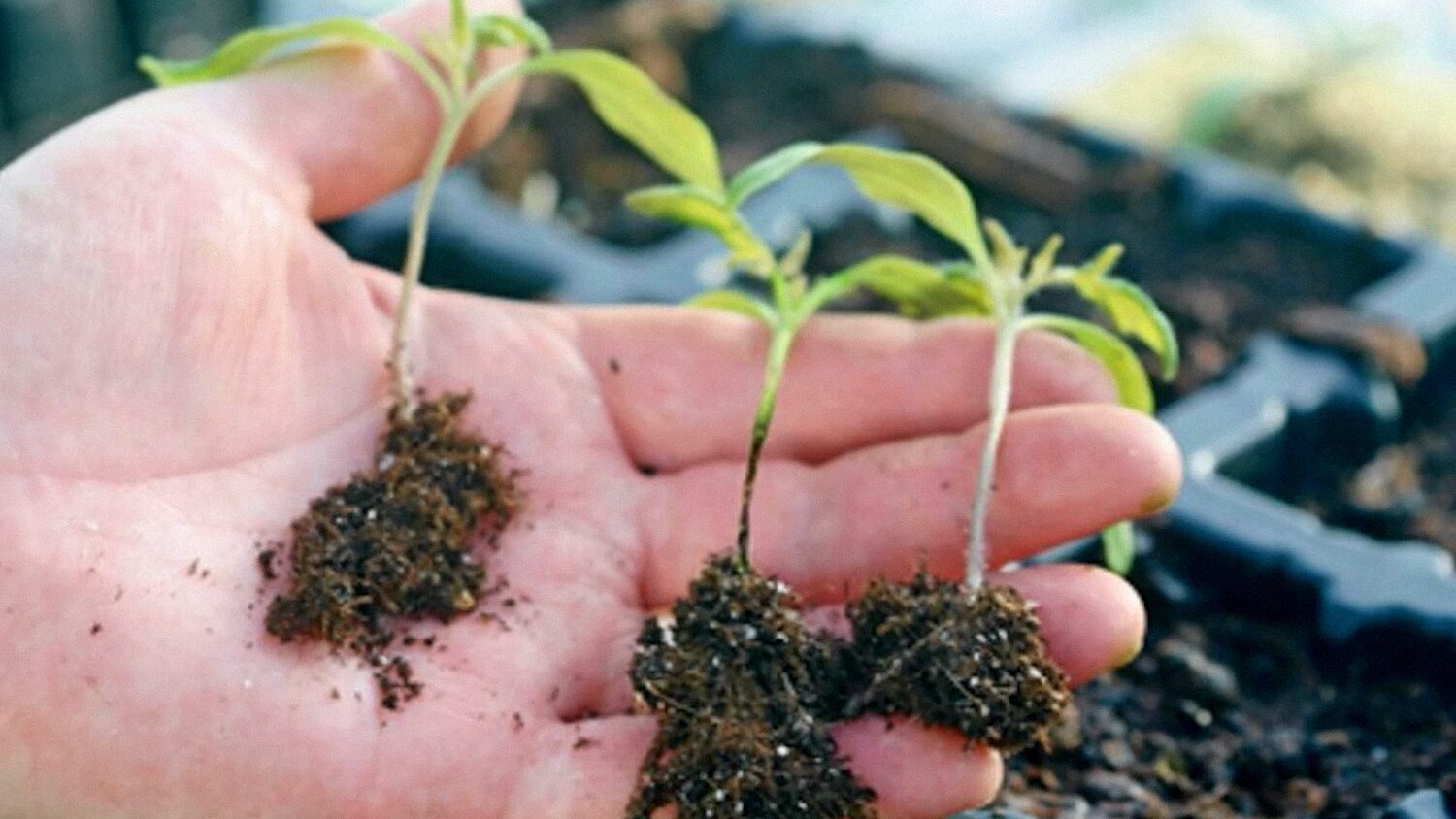 Фермери пояснили, як прибрати чорну ніжку на розсаді перців