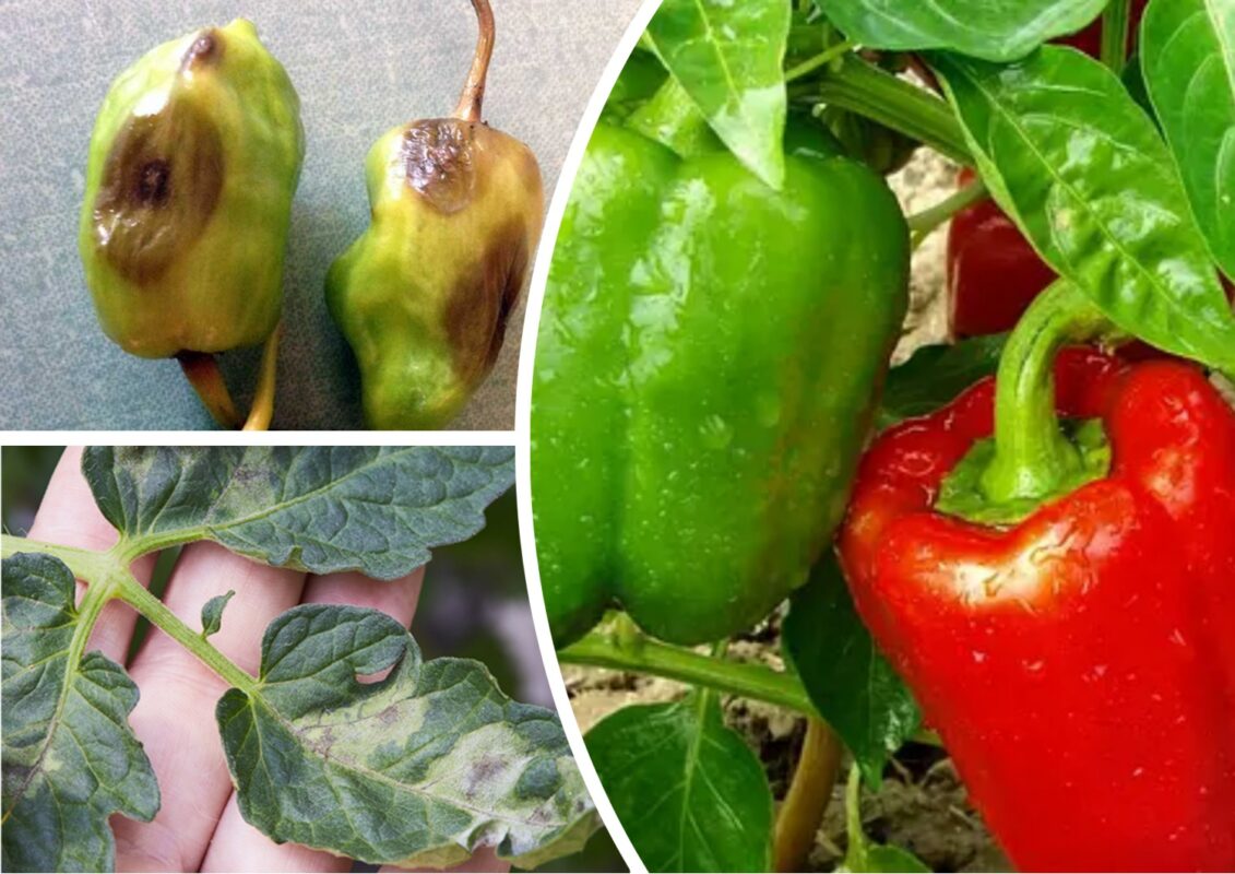 Як захистити перці від фітофтори