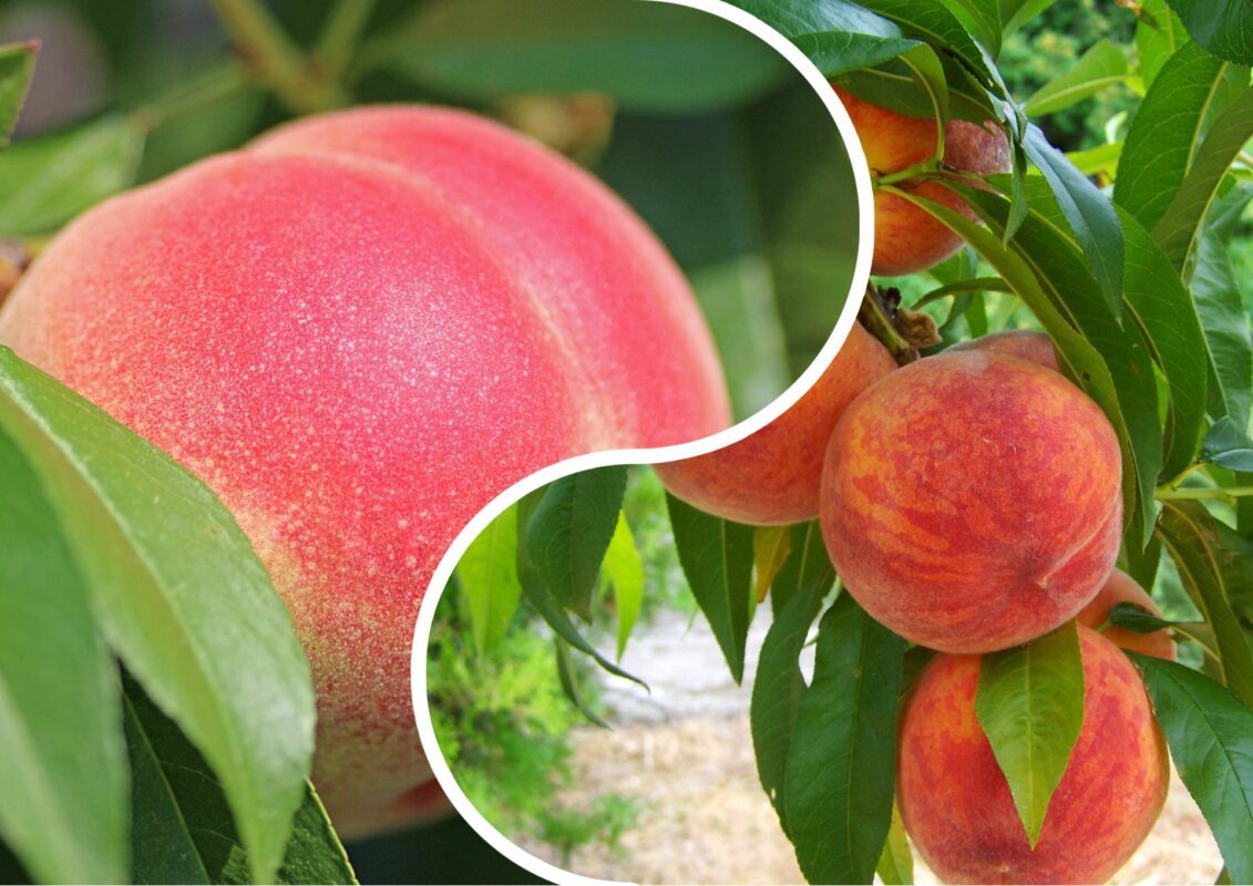 Садівники пояснили, як отримати великий урожай персиків у 2025 році