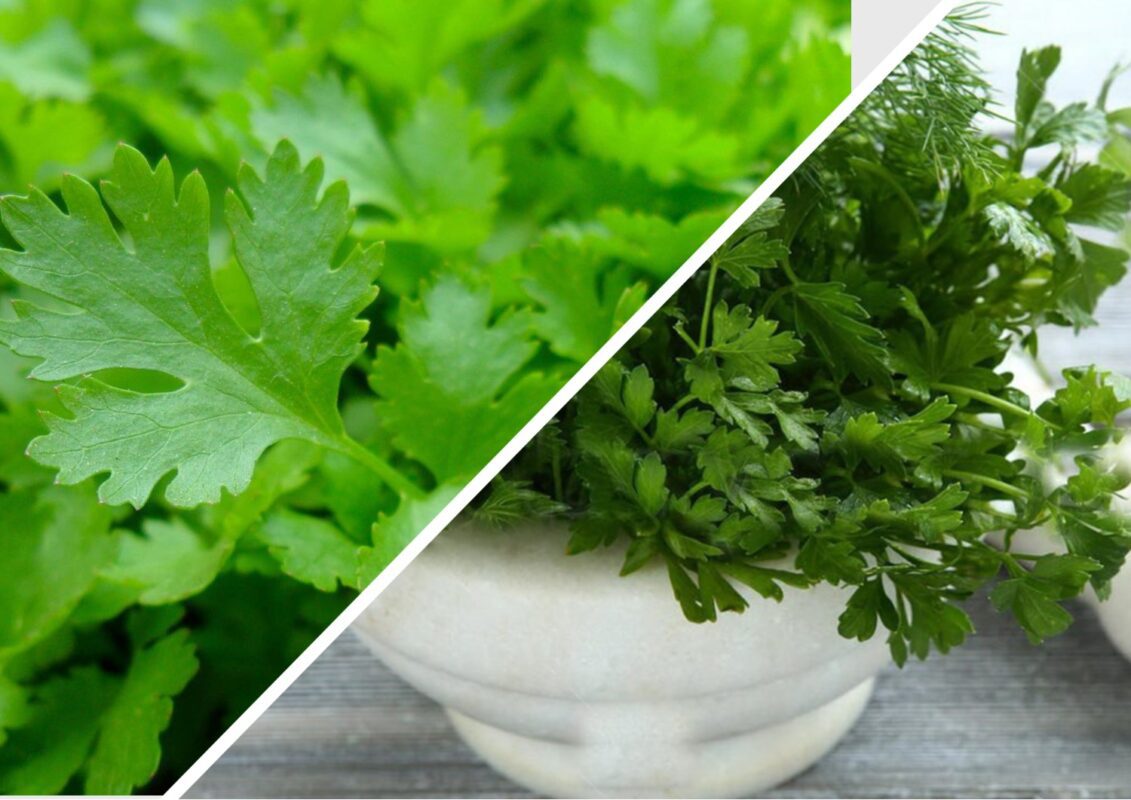 Неприпустимі помилки городників під час вирощування петрушки