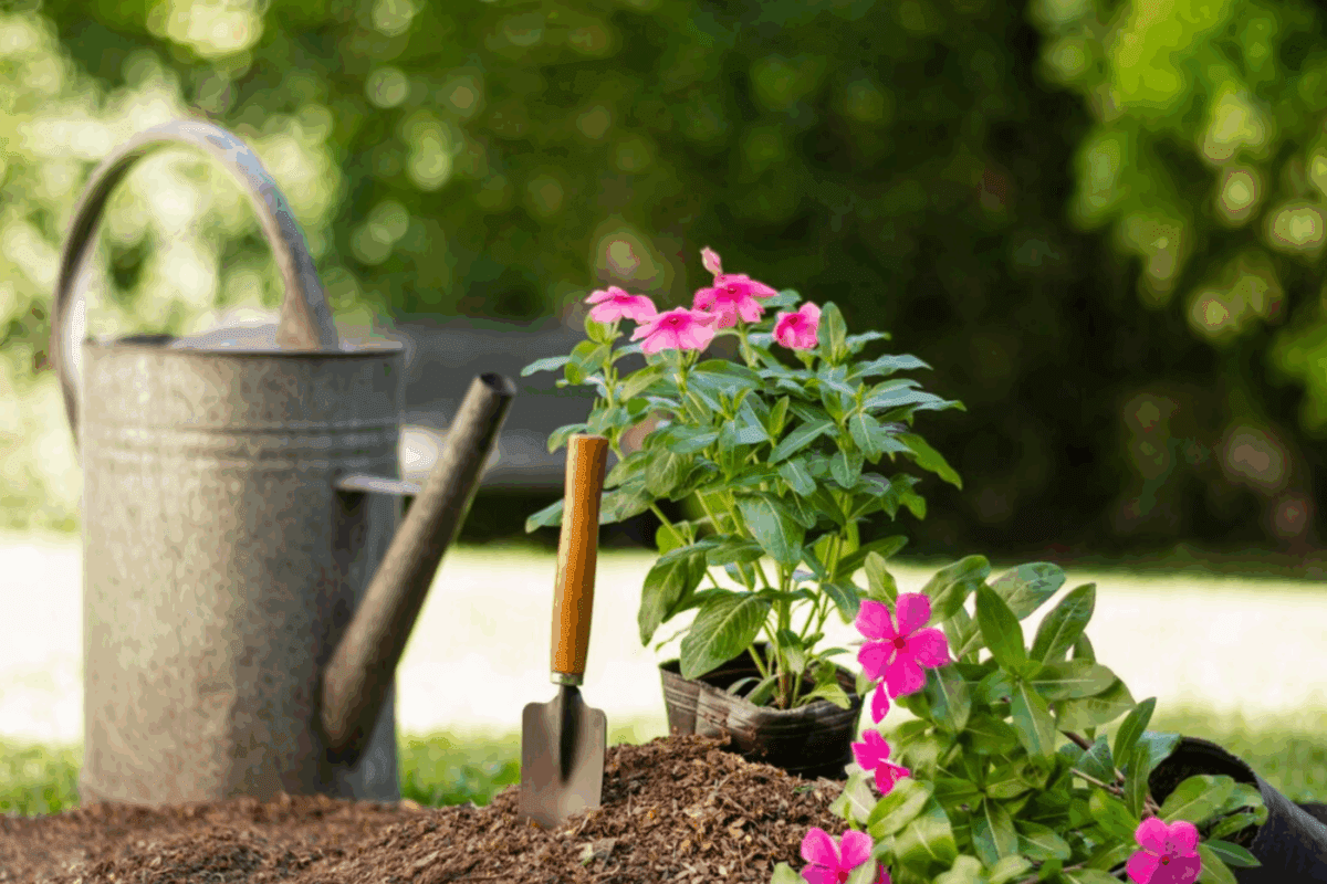 Експерти розповіли, як врятувати рослини на городі від спеки