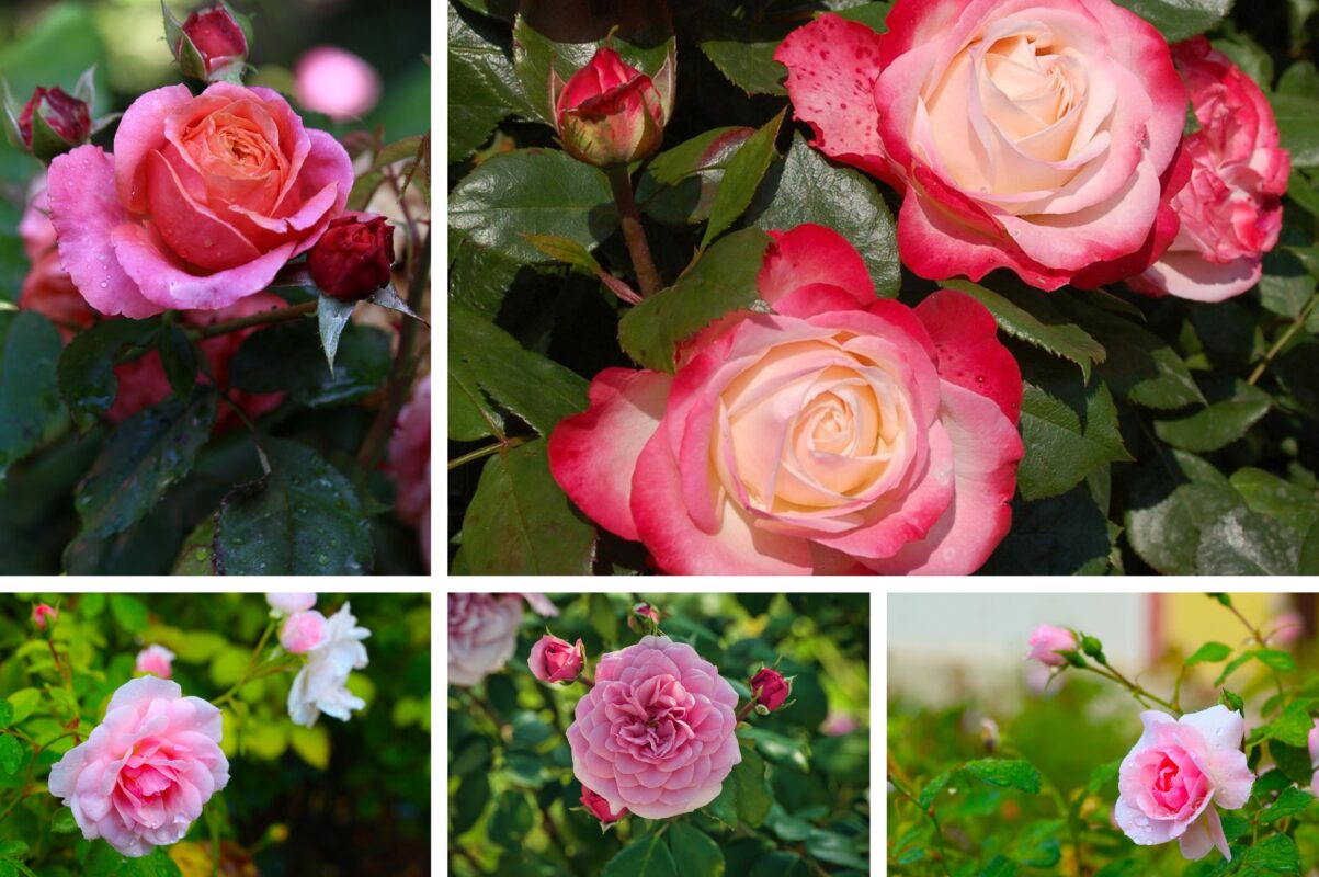 Садівники розповіли, чим полити троянди для рясного цвіту