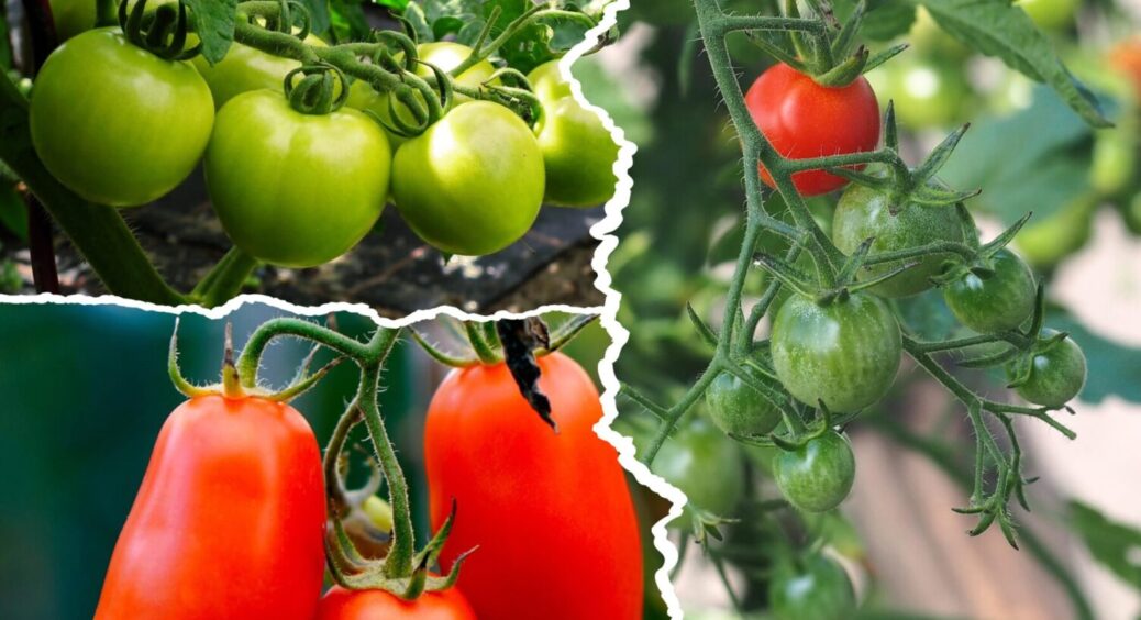 Проти хвороб, жовтого листя й для МЕГА врожаю: 1 продукт з кухні, який творить дива з томатами 