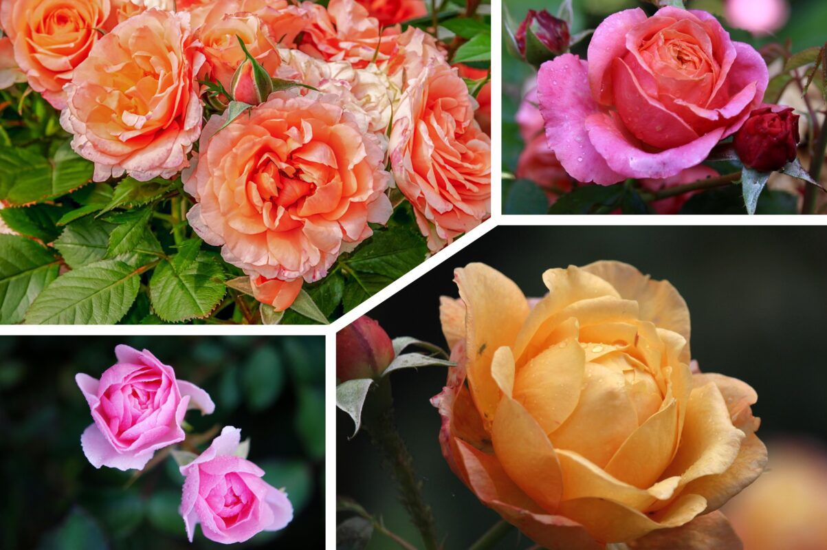Садівники розповіли, що потрібно зробити з трояндами в червні 2025
