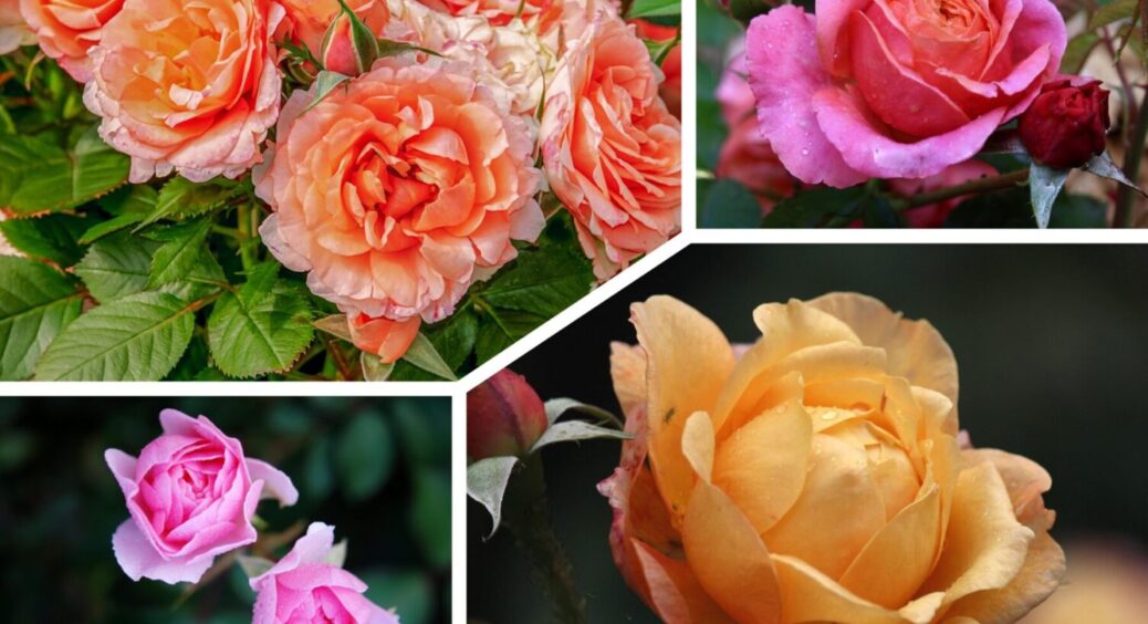 2 дії, які “оживлять” ваших королев саду: які два трюки треба зробити з трояндами влітку 