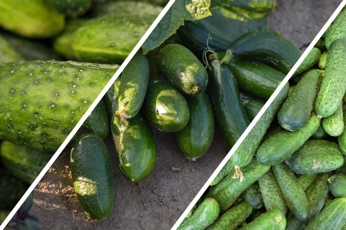 Городники розповіли, чим полити огірки влітку, щоб не було пустоцвітів