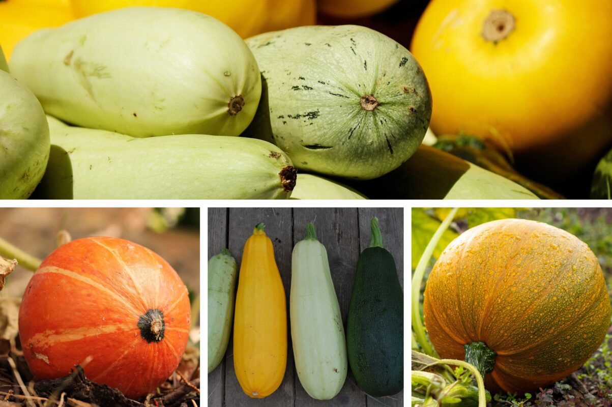 Дачники розсекретили найкращу підживку для кабачків і гарбузів влітку 2025