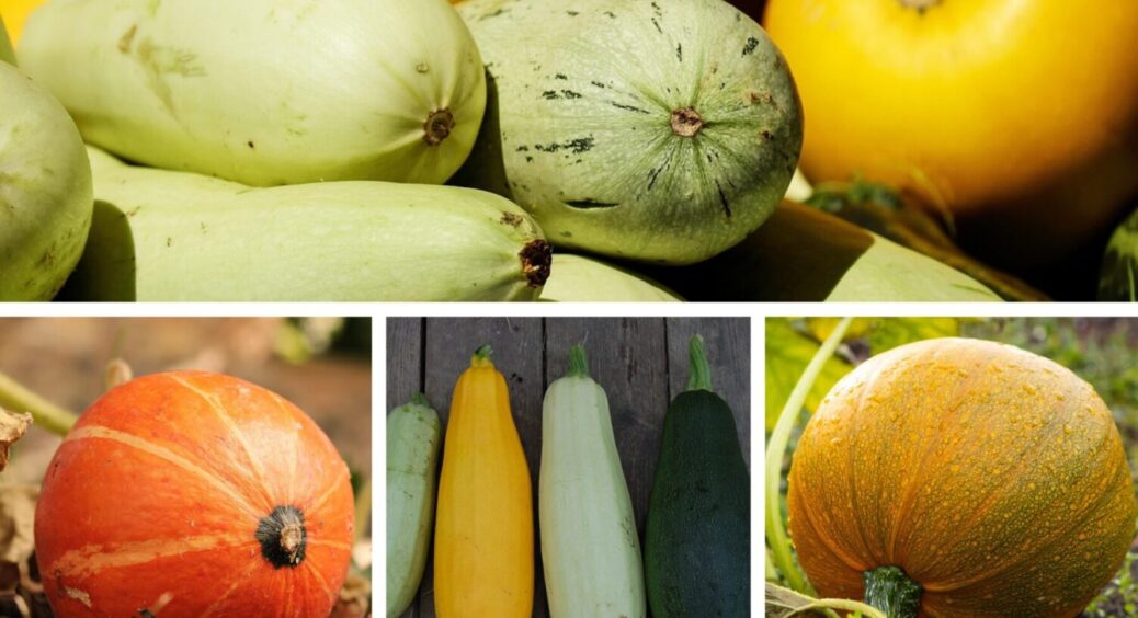Добриво 2в1 – і для кабачків, і для гарбузів: чим підживити обидві культури в 2025-му 