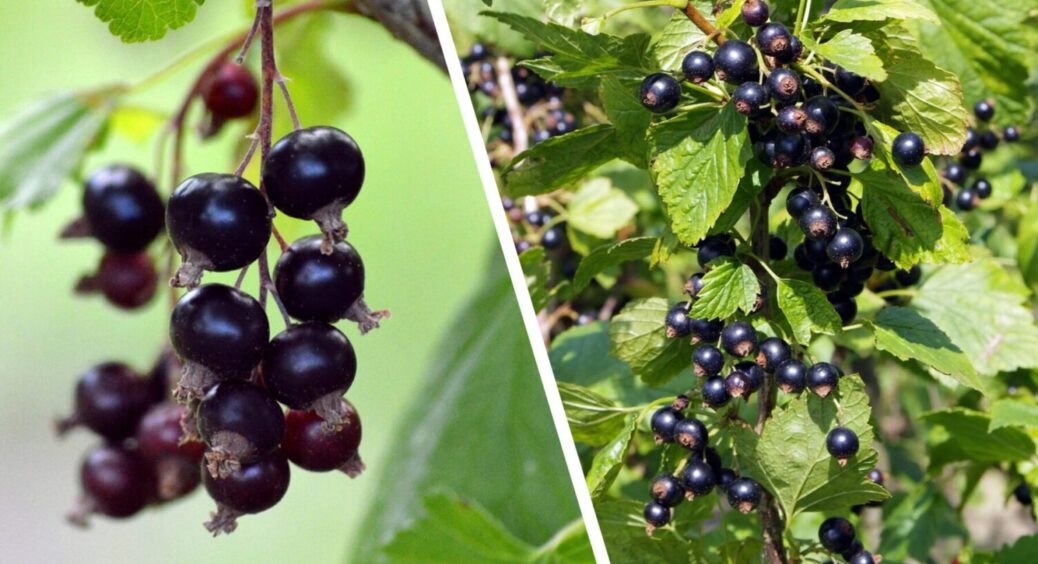 Захист ягід від жучків без хімії — органічні настої для малини, смородини, аґрусу 