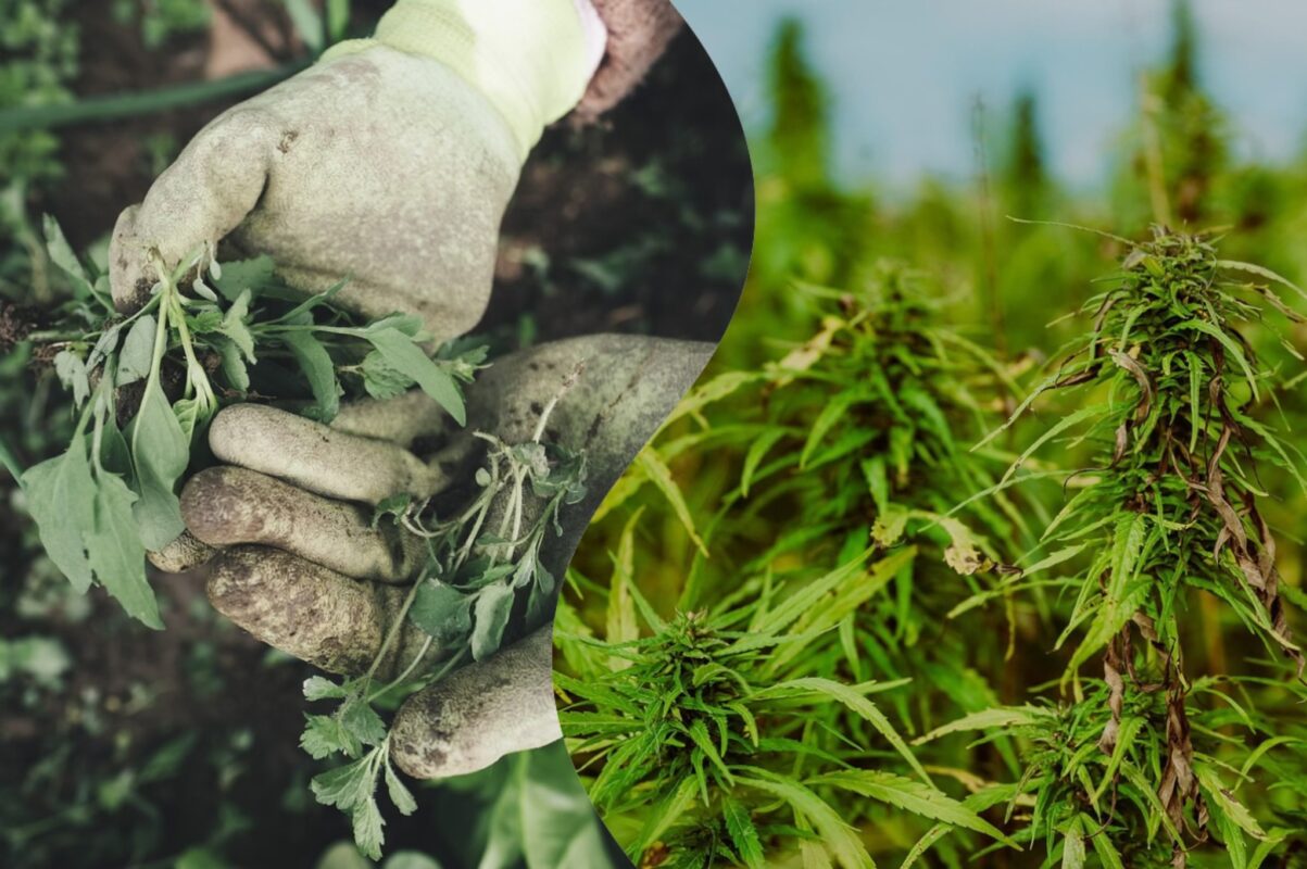 Городники розповіли, як позбутись бурʼянів на ділянці в 2025