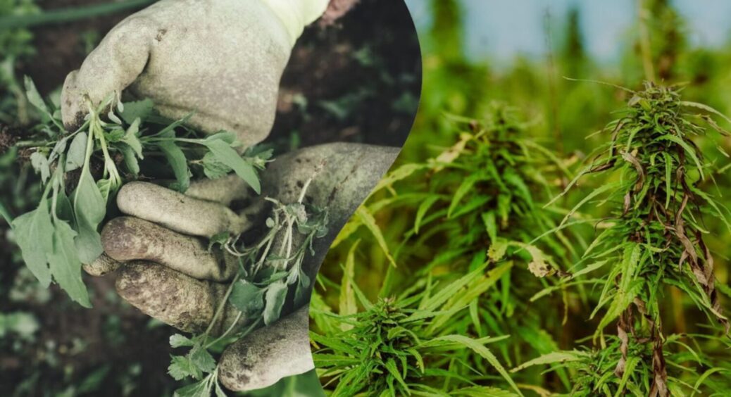 Перевірено 6 популярних засобів від бур’янів: лише один справді працює без шкоди для ґрунту 